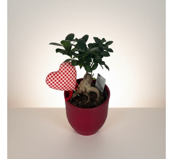 Seramik Saksıda Bonsai